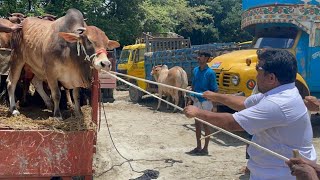 Cow unloading, cow videos,cow video,big cow,goru hamba cow,Gabtoli,Paragram[Ep -36](Kurbani Eid2022)