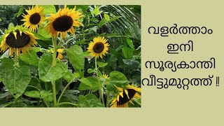 സൂര്യകാന്തി പൂവ് , വീട്ടുമുറ്റം മനോഹരമാക്കാം. പരിചരണരീതി. How  to  plant, grow and care Sunflower