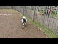 ピグミーゴート　pygmy goat 2016 1002