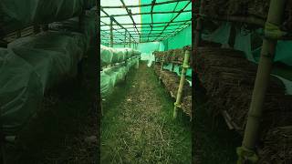 ଛତୁ ଚାଷ ଓଡ଼ିଆ | Full video | mushroom cultivation farming #shorts #youtubeshorts #alekhasahoo