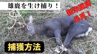 [新米猟師必見]　こんな捕獲の仕方には注意💦　雄鹿の生け捕り方法