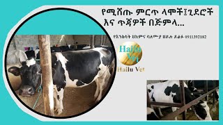 ምርጥ ምርጥ የወተት ላሞች እና ጊደሮች እሰከነ ጥጃዎቻቸው በጅምላ የሚሸጡ...