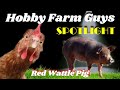 HFG Farm Animal Spotlight: Red Wattle Pigs