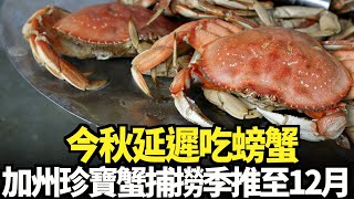 今秋延遲吃螃蟹 加州珍寶蟹捕撈季推至12月｜今日加州