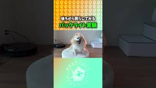 後ろから照らすとオシャレだす🐶✨ #ポメラニアン #バックライト