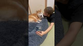 柴犬福 姉と自撮りする時の柴犬🤣Sister and Shiba🤣#shorts #姉と柴 #funny #funnydog #dogshorts #shiba #柴犬 #시바견