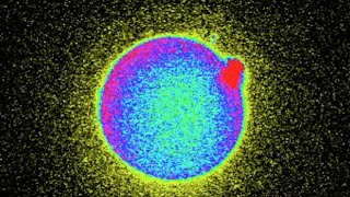 Zinc Fireworks Reveal When Human Egg is Fertilized