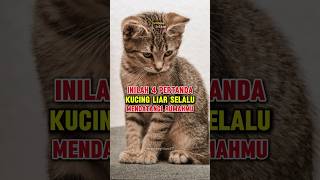 Inilah 4 Pertanda Kucing Liar Mendatangi Rumahmu #shorts #kucing #islam