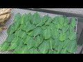 ceremonial tobacco budworm drying and seeds.....