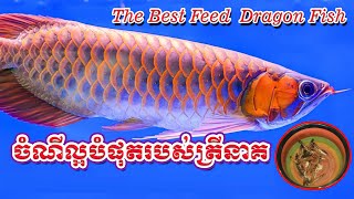 អាហារល្អបំផុតសំរាប់ត្រីនាគ​ The Best Feed Dragon Fish   ​