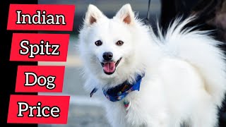 Indian Spitz dog price in India 2021 | Indian Spitz Dog puppy price in India