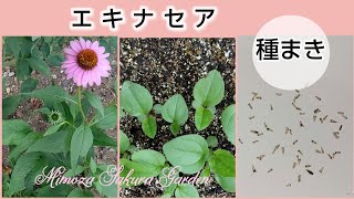 ❪種まき・エキナセア❫エキナセアの種・動画に入ってます