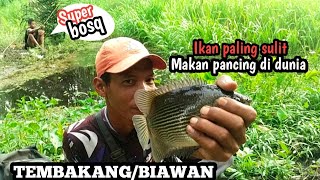 Tarikannya bikin candu'Mancing tembakang/BIAWAN super,ikan paling sulit makan pancing di dunia#PL