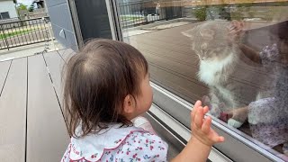 帰宅した娘とママを笑顔にさせる猫　ノルウェージャンフォレストキャットHealing cat.Norwegian Forest Cat.