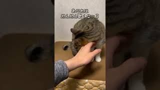 猫に催眠術をかけてみた結果…