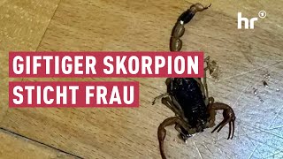 Frau findet Skorpion in Online-Paket | maintower