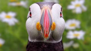 Breathtaking wildlife photography by Chris Bale, The Guernsey Bird Nerd. Guernsey, Alderney, Jersey