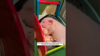 The man picked up a piglet and took it home to care for #pig #babypig #short