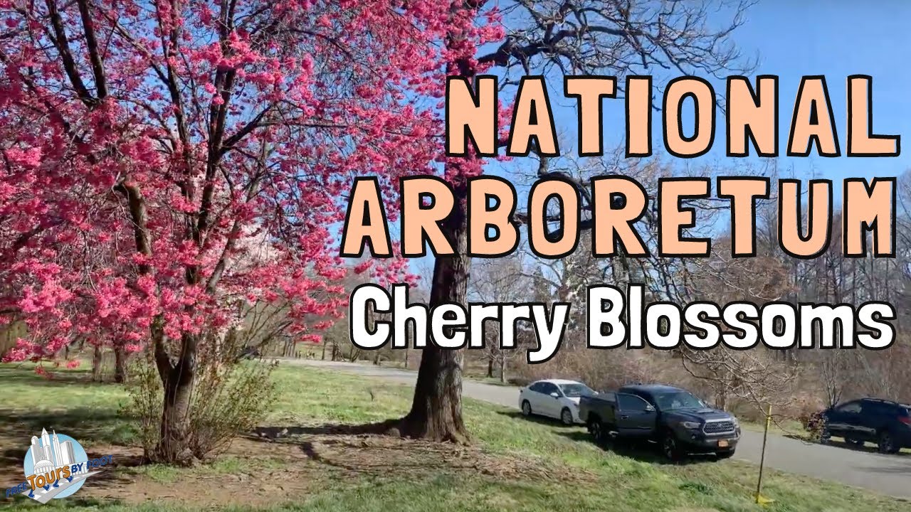 4K Drive Through Cherry Blossoms At The National Arboretum - YouTube