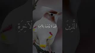 The Amazing Quran - The Best Quran Recitation in the world (2)