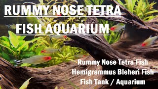 Fish Aquarium | Rummy Nose Tetra Fish ( Firehead Tetra Fish, Hemigrammus Bleheri Fish - ラミーノーズテトラ )