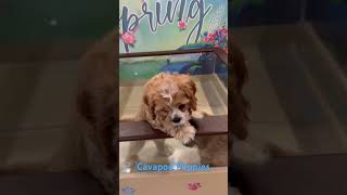 Cavapoo dogs, in Dublin Ohio #dog