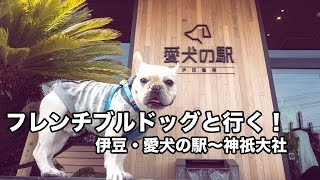 フレンチブルドッグと行く！伊豆・愛犬の駅〜神祇大社