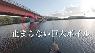 【完全敗北】橋げたで大騒ぎの巨大魚を狙ってみた