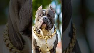 PITBULL DOG WITH HER GOLDEN CHAIN WORTH- 100000 #dog #viral #trending #op #shortvideo #shorts