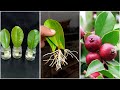 How to grow strawberry guava plant at home from leaves || Easy idea for grow mango plant