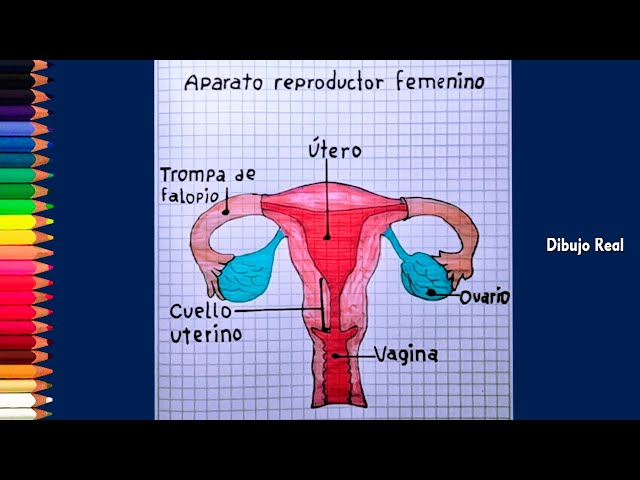 Aparato Reproductor Femenino Y Masculino Para Colorear – eroppa