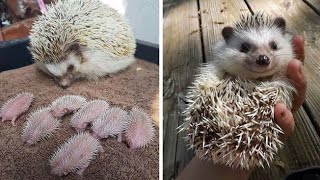 Paano ang Tamang Pag aalaga at Paghawak sa Ating alagang Hedgehog 🦔🦔🦔