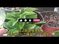 【植物换盆】绣球该如何换盆 什么时候该换盆 手把手教你给绣球换盆！