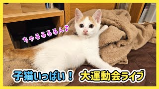 🔴【にこりら】お膝猫だよ！全員集合～🎶