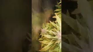 Jamaican Dream - 5ta Semana Floración (36 Días) - Seguimiento