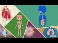 Human Body Parts and Functions - Human Body Systems for Kids | Educational Videos by Mocomi