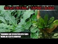 tanaman liar sejuta manfaat | inilah manfaat sawi hutan / tapak liman bagi kesehatan