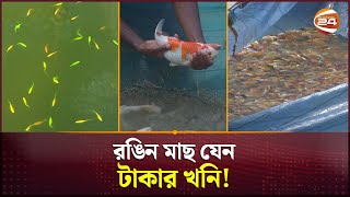 রঙিন মাছ চাষে আয় মাসে লক্ষাধিক টাকা | Aquarium Fish Farming | Faridpur News | Channel 24