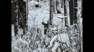 Tracking Bucks in The North Maine Woods | Maine Deer Hunting 2024