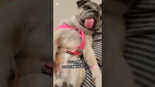 くーちゃんの生きていた証#犬#パグ