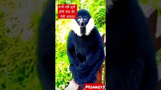 शरारती बंदर | Funny monkey | Rare black monkey #shorts #hooting #monkey