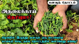 கனவுத் தோட்டம் | அதலைக்காய் | கிழங்கில் இருந்து வளரும் பாரம்பரிய காய்கறி | விதைப்பு முதல் அறுவடை வரை