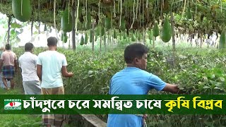 চাঁদপুরে মেঘনার দুর্গম চরে চাষাবাদে দিনে আয় লক্ষ টাকা