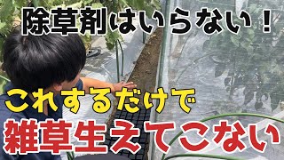 【雑草対策】もう雑草が生えない！これするだけで雑草のない畑が作れます