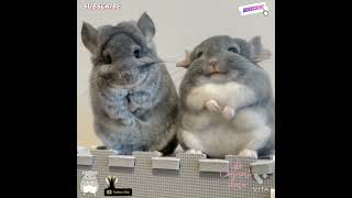 We Are Husband And Wife Chinchilla Family - We Love Each Other So Much \u0026 This Is Our Story Guys