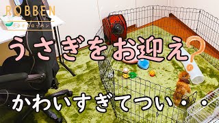 The rabbit was so cute that it occupied the owner's room【Welcome】