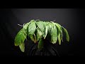 Studio Time Lapse Test - Plant coming back to life