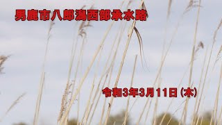 男鹿市八郎潟西部承水路　2021/03/11