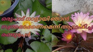 ഞാൻ ഒരുപാട് ആഗ്രഹിച്ചു സ്വന്തമാക്കിയ രണ്ടുതരം ആമ്പലുകൾ