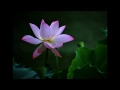 lotus in the summer with rain and wind 《夏雨风荷》